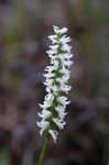 Great Plains lady's tresses